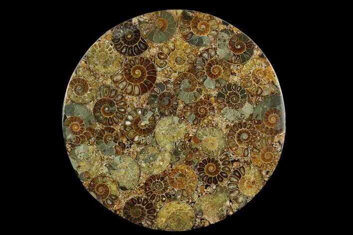Composite Plate Of Agatized Ammonite Fossils #130555